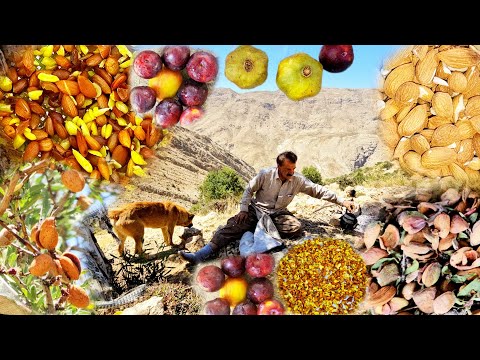 Видео: Сбор и подслащивание горного миндаля кочевым способом | Строительство пруда для диких животных