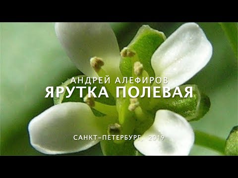 Видео: Ярутка полевая. Алефиров А.Н.