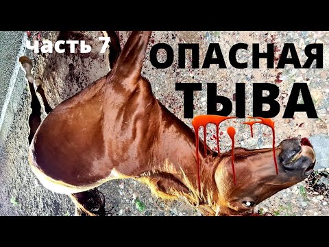 Видео: ОПАСНАЯ ТЫВА! ОСТОРОЖНО НА ДОРОГЕ! СБИЛИ ЛОШАДЬ!