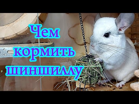 Видео: Чем кормить шиншиллу. Питание шиншилл.