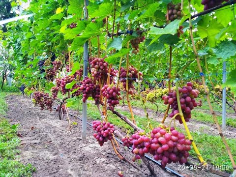 Видео: Зберігання пагонів(черенків) винограду зимою