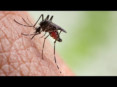 Видео: КОМАРЫ - пожалуй Самые Опасные существа на планете после ЧЕЛОВЕКА!