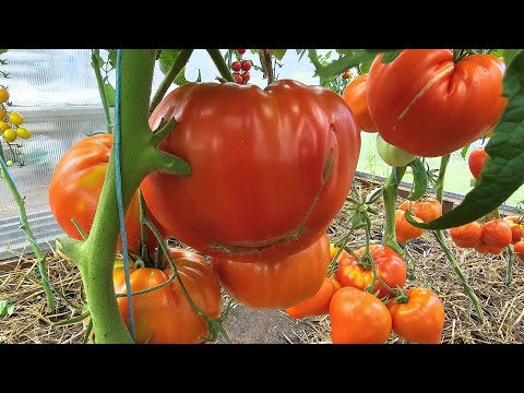 Видео: Какие томаты и огурцы были самыми популярными в уходящем сезоне?(по факту)