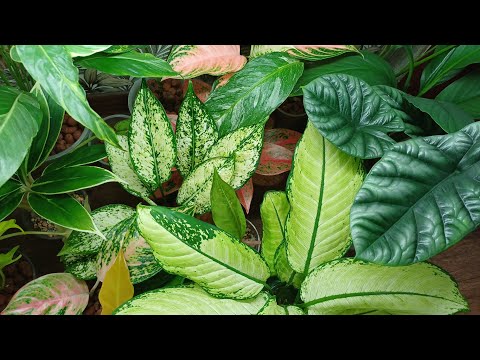 Видео: Комнатные растения🌹🌿🌹🌿🌹 Продолжение обзора👋😉