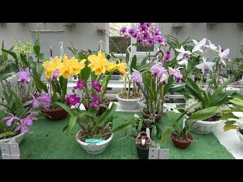 Видео: Цветение январь 2024.Coelogyne Fluffy Bob , Blc Delta King “Tangerglow”