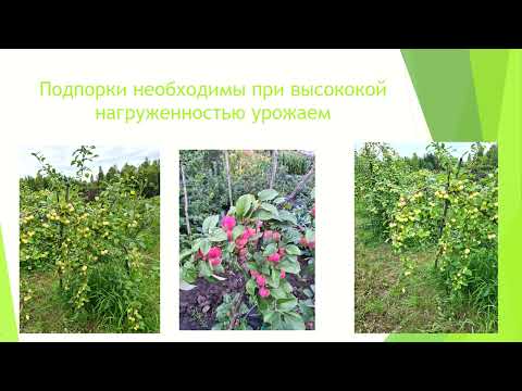 Видео: Садоводство В Сибири. Выращивание яблони в Иркутской области