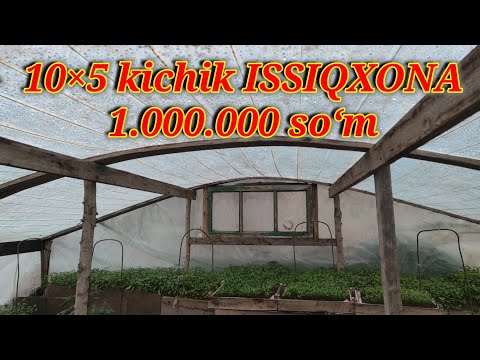 Видео: Оддий иссиқхона лекин даромадли ЧОРНАЯ АКУЛА навли қалампир экилган.
