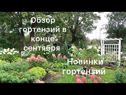 Видео: ОБЗОР ГОРТЕНЗИЙ В КОНЦЕ СЕНТЯБРЯ, более 40 сортов и 2 новинки