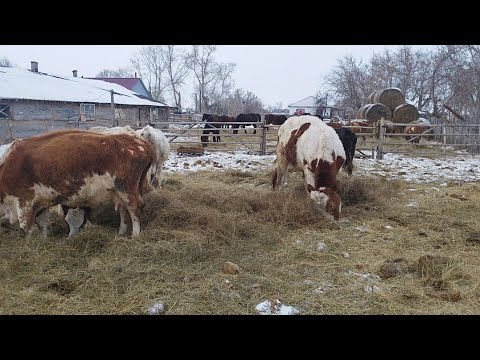 Видео: Сиырлар туралы әңгіме.Бұқалар ,тауықтар.