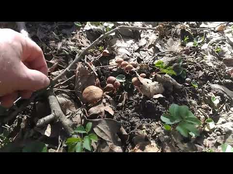 Видео: Прогулка по лесу 25 февраля 2024 года.