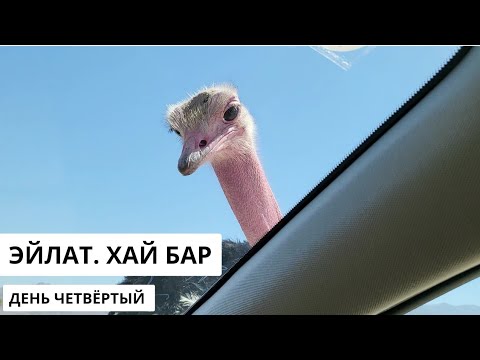 Видео: ЭЙЛАТ. Встреча со страусами. ХАЙ - БАР. ЙОТВАТА. Домой по красивой дороге