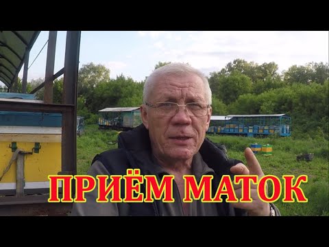 Видео: Проверка наличия молодых маток. КАК УЗНАТЬ плодная матка или нет?