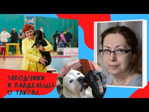 Видео: Таксы - собаки умные и с характером. Заводчики и владельцы о породе