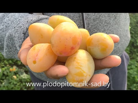 Видео: Слива ЯХОНТОВАЯ. СУПЕРКРУПНОПЛОДНЫЙ, сладкий сорт жёлтой сливы.