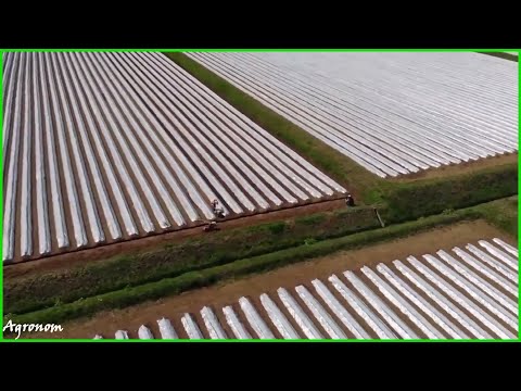 Видео: Выращивание Табака и Сбор урожая