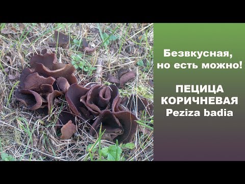 Видео: Безвкусная, но есть можно! Пецица  коричневая - Peziza badia.