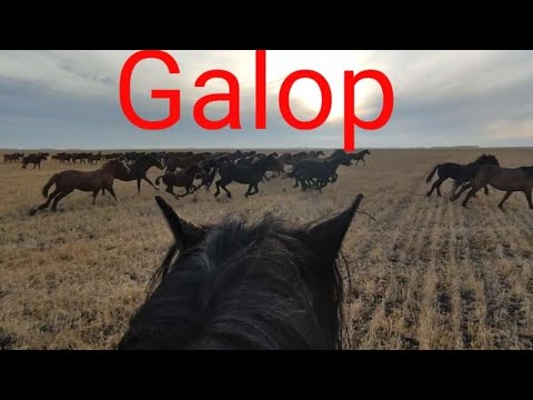 Видео: Самый красивый вид. Табун лошадей в галопе.