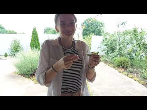 Видео: Все так душевно....Кто Все Напутал