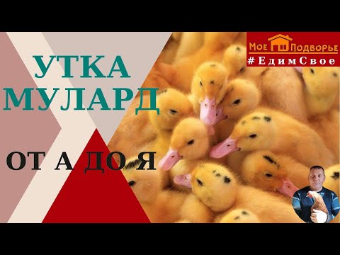 Видео: Утка мулард описание. "Мое Подворье"