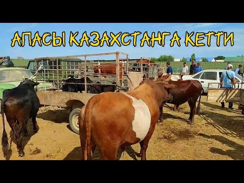 Видео: 16-Июнь 2024 Шымбай Мал Кой ешки базары бахалары бугин кандай? Тамаша етемиз #Шымбаймалбазар