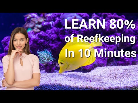 Видео: Основы морского аквариума за 10 минут