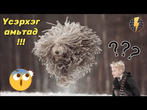 Видео: Дэлхийн хамгийн үсэрхэг 10 амьтан