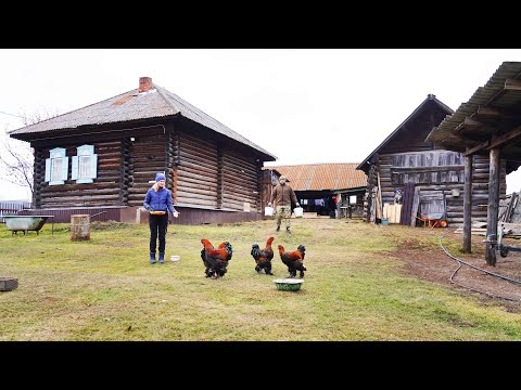 Видео: НОВАЯ ЖИЗНЬ В СТАРОЙ ДЕРЕВНЕ | КРЕСТЬЯНСКОЕ ХОЗЯЙСТВО МОЛОДОЙ СЕМЬИ | ПОПОЛНЯЕМ ЗАКРОМА НА ЗИМУ