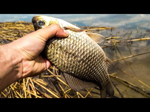 Видео: Простой рецепт, но НА ЭТО карась КЛЮЁТ ВЕЗДЕ!! Ловля карася В СЕНТЯБРЕ на ПОПЛАВОК!! ЧЕСНОК РУЛИТ!!
