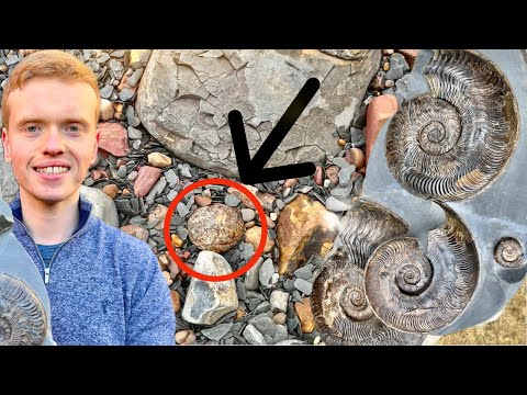 Видео: На Пеббл-Бич найдены три гигантские окаменелости «улиток»! Охота за юрскими обитателями на природ...