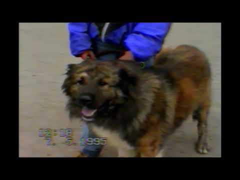 Видео: Выставка. 1995 год