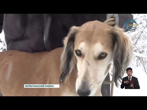 Видео: Казахская тазы получила международное признание