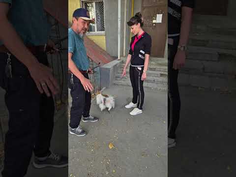 Видео: Нервный "ШПИЦ ".