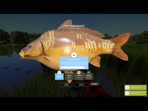 Видео: РЕДКИЙ ТРОФЕЙ ЗЕРКАЛЬНОГО КАРПА НА КАЛИБР | ПОДБОРКА ТРОФЕЕВ С ОЗЕРА ЯНТАРНОЕ | РУССКАЯ РЫБАЛКА 4