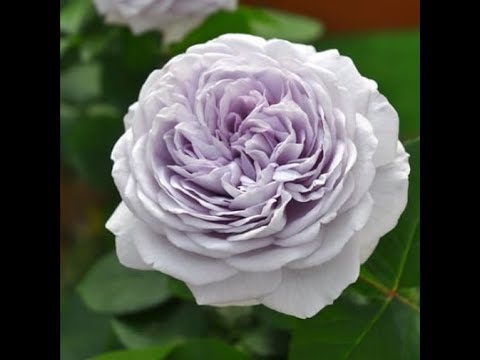 Видео: Ilias- японская роза Такинори Кимуро 2018. Серия Античность. Прекрасная роза в синих тонах.