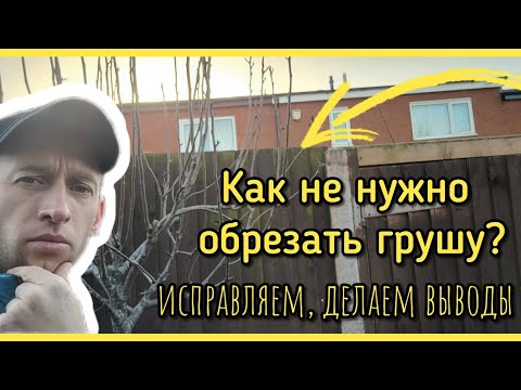 Видео: Как НЕПРАВИЛЬНО обрезать грушу? Исправляем ошибки. ПОСМОТРИ - ПОТОМ ОБРЕЗАЙ!