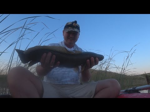 Видео: РЫБАЛКА НА КРУЖКИ НА ЗМЕЕГОЛОВА.  КЕНГИРСКОЕ ВОДОХРАНИЛИЩЕ.