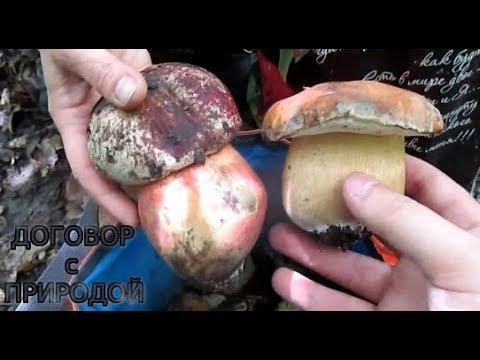 Видео: НАКОНЕЦ-ТО БЕЛЫЕ грибы Дубовики Открытия сезона Сезон 2018.