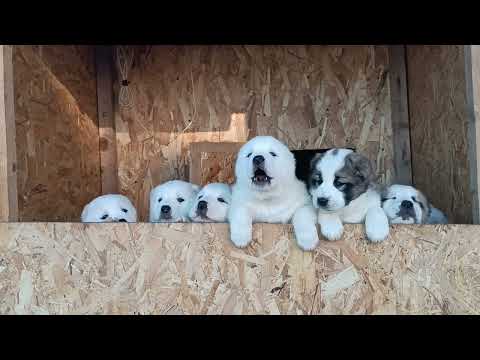 Видео: 15 марта 2025 г.