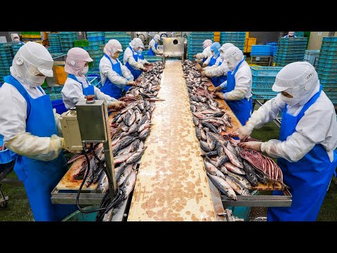 Видео: Процесс производства 50 000 сушеных рыб. Один из крупнейших рыбных заводов в Японии
