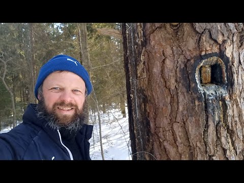 Видео: Весенняя ревизия колод и бортей в лесу.