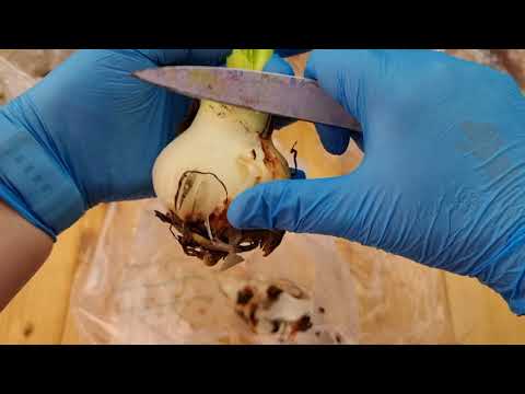 Видео: три луковицы.  легкое поражение стагоноспорозом, сильное и абсолютно здоровая луковица