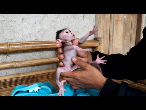 Видео: ВНИМАНИЕ! ЭТО ВИДЕО МОЖЕТ ВЫЗВАТЬ У ВАС НЕЛЮБОВЬ К ОБЕЗЬЯНАМ
