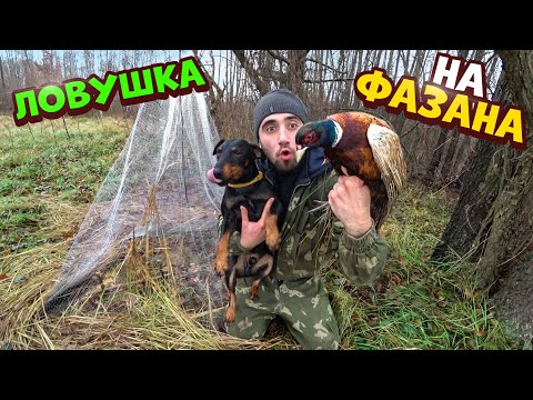 Видео: Жизнь в лесу [1-Часть] Ловушка на фазана из кастинговой сети.Суп с фазана.