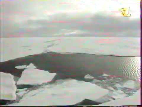 Видео: ЗОВ АКУЛЫ