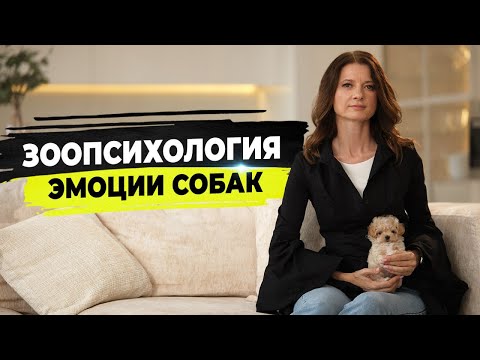 Видео: Эмоции собак. Собака улыбается, ревнует, мстит. Как распознать эмоции собаки и что они значат.