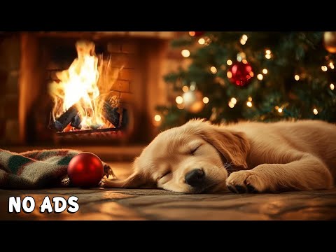 Видео: 12 часов успокаивающей музыки для собак🐶 Музыка для снятия тревоги при разлуке 🎵 Музыка для сна для
