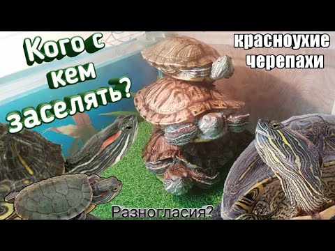 Видео: Как содержать красноухих черепах. Кого с кем заселять. Что делать если черепахи кусают друг друга