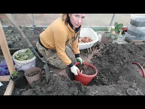 Видео: Зимовка крупнолистной гортензии в теплице. Зимовка гортензии. Крупнолистные гортензии зимой.