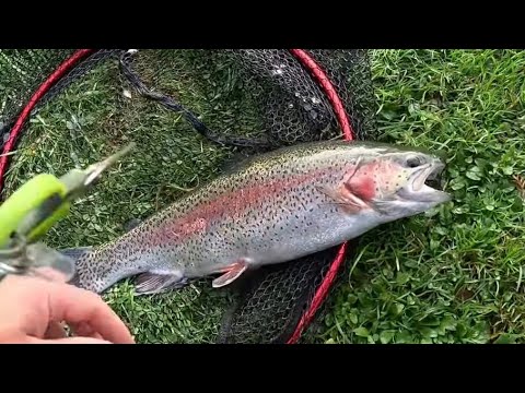 Видео: Нахлыстовая рыбалка в Великобритании | Осень 🍂 Тактика ловли радужной форели | Рыбалка в Чок-Спри...