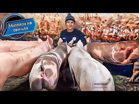 Видео: ‼️Дюрок самая худшая порода свиней‼️ Вес ландраса в 2,5 месяца!